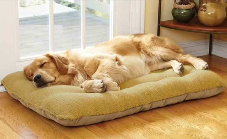 可拆洗寵物厚睡墊/狗窩/貓窩/超大/超舒服